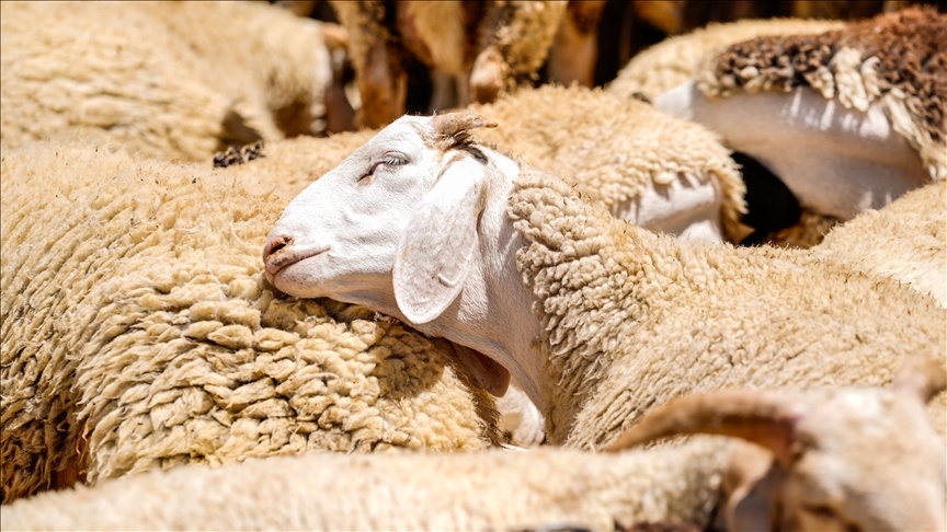 2026'da Bayram Coşkusu Kaç Gün Sürecek? Tatil Planları Şimdiden Başladı!