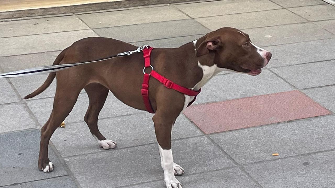 Adana'da Pitbull Saldırısı: Sahibine Ağır Para Cezası