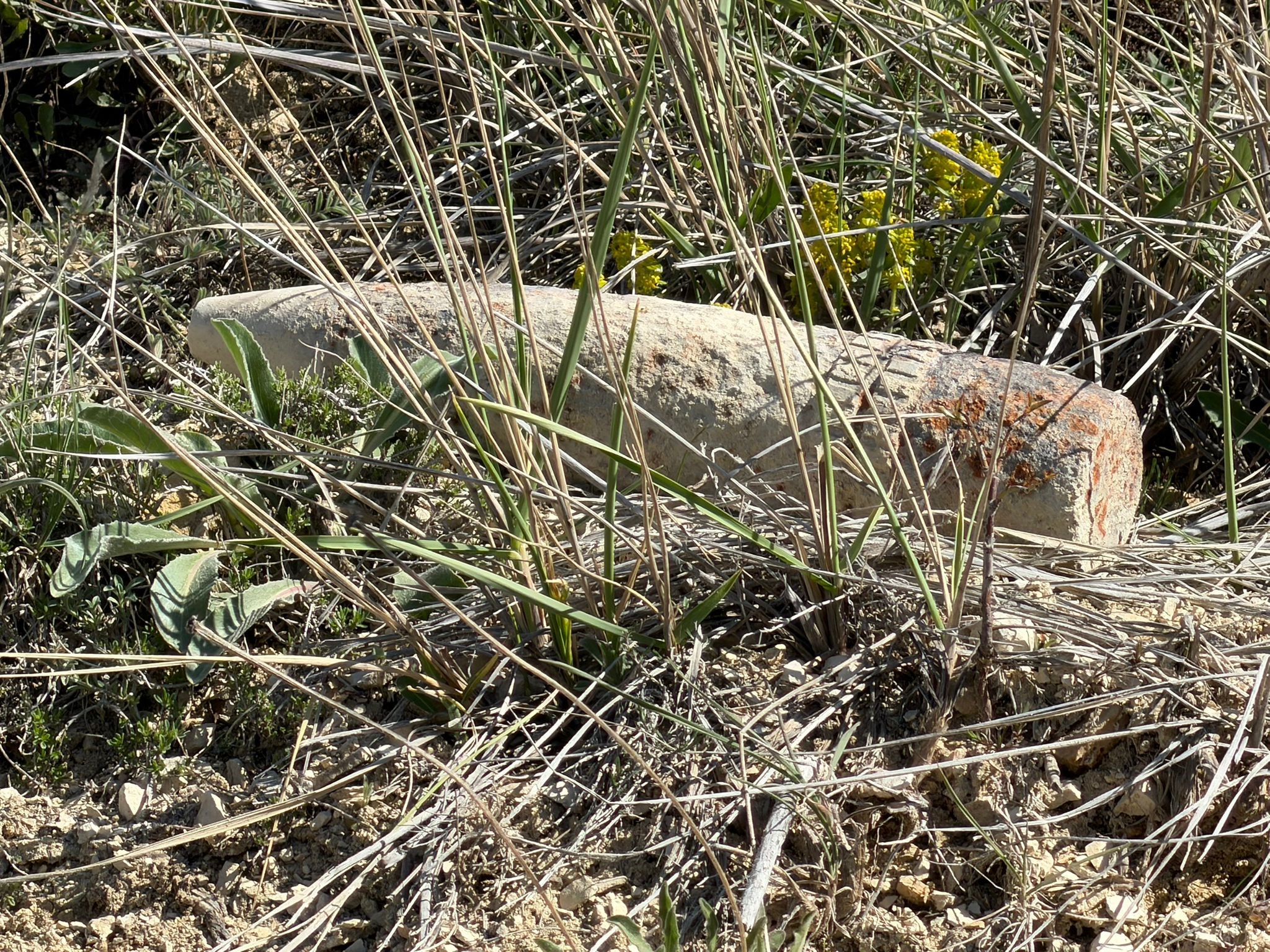 Ankara'da Mantar Avcıları Şoke Oldu! Toprak Altından Ölüm Saçan Sır Çıktı!