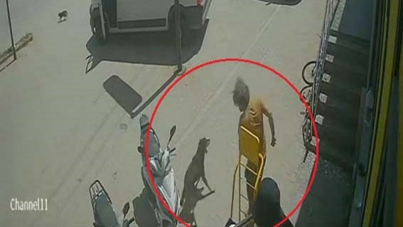 Antalya'da Vicdansızlık Kamerada: Turist Kediyi Ezdi, Köpeği Tekmeledi! Bu Zulme Kim Dur Diyecek?