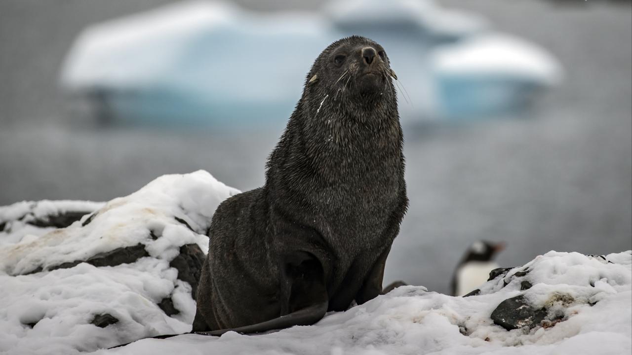 Antarktika Alarm Veriyor! İmparator Penguenler ve Foklar Yok Olma Tehlikesiyle Karşı Karşıya!