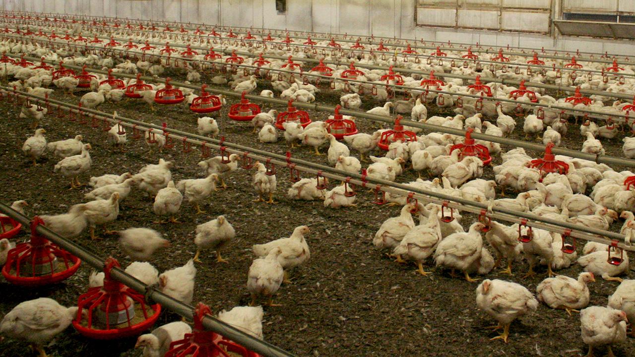 Avustralya'da Kuş Gribi Alarmı: Kümes Hayvanları İçin Kısıtlamalar Başladı