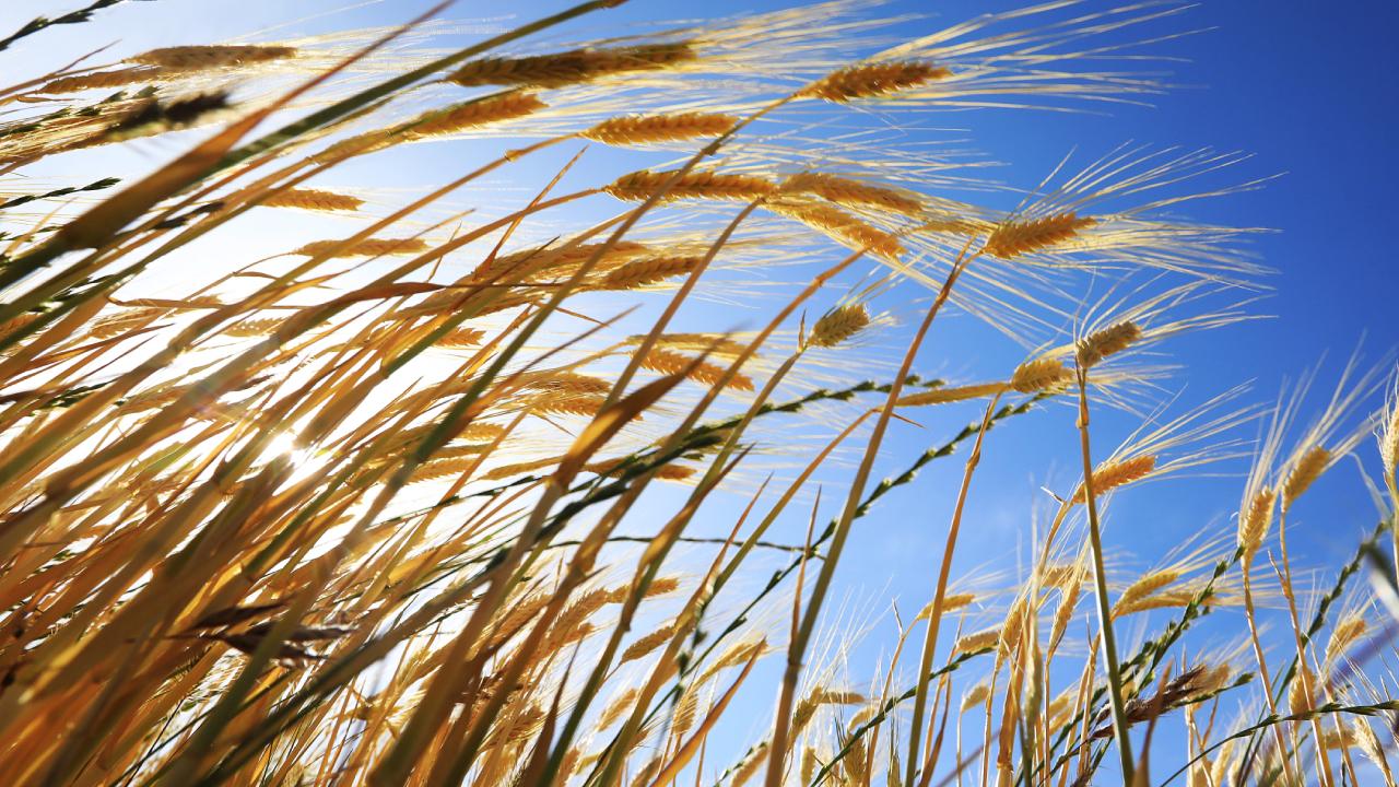 Bahar Müjdesi: Yağmurlar Barajları Doldurdu, Tarlalara Can Verdi!