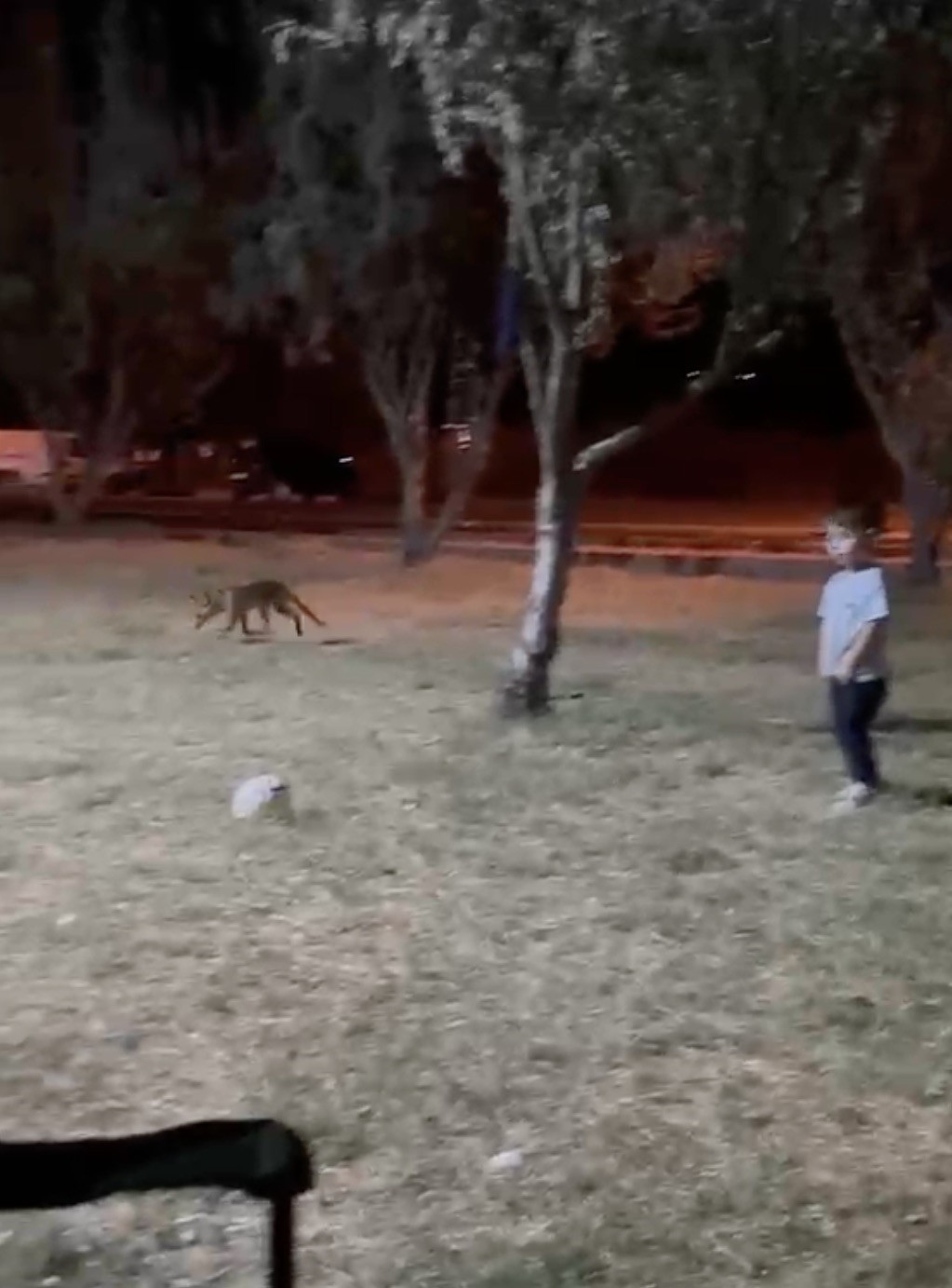 Çanakkale’de Beklenmedik Misafir: Tilki Çocuğun Topunu Aldı