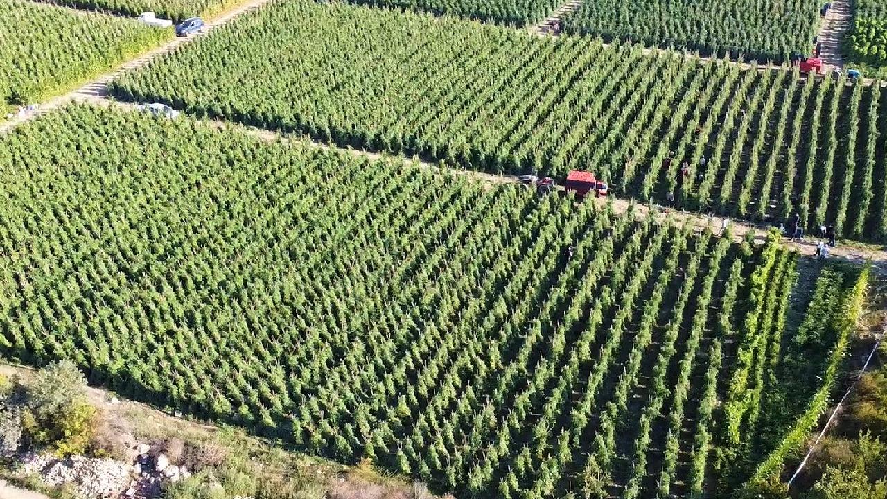 Çiftçiler Müjde! Hesaplar Doluyor: Tarımsal Destek Ödemeleri Bugün Başlıyor!