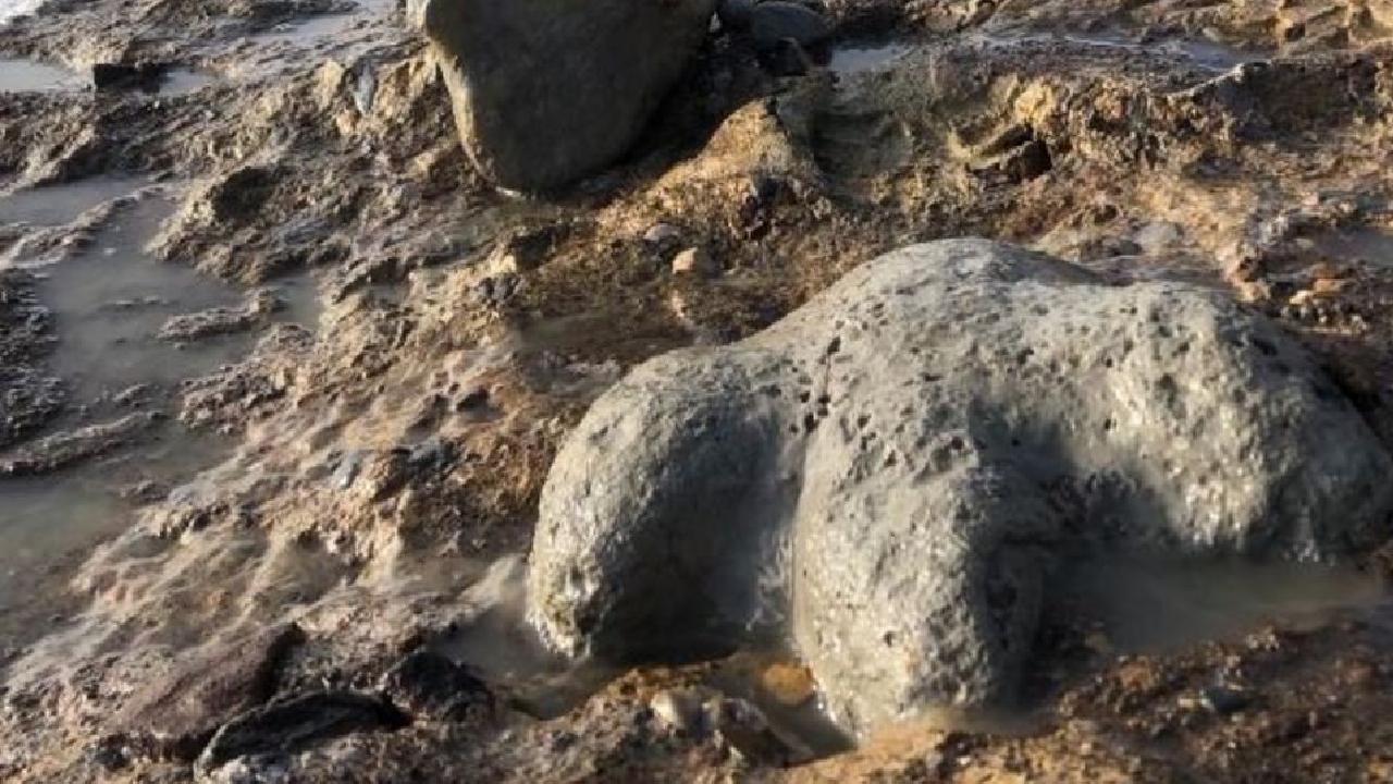 Devasa Dinozorun Sırrı Çözüldü: Tayland'da Şaşırtıcı Keşif!