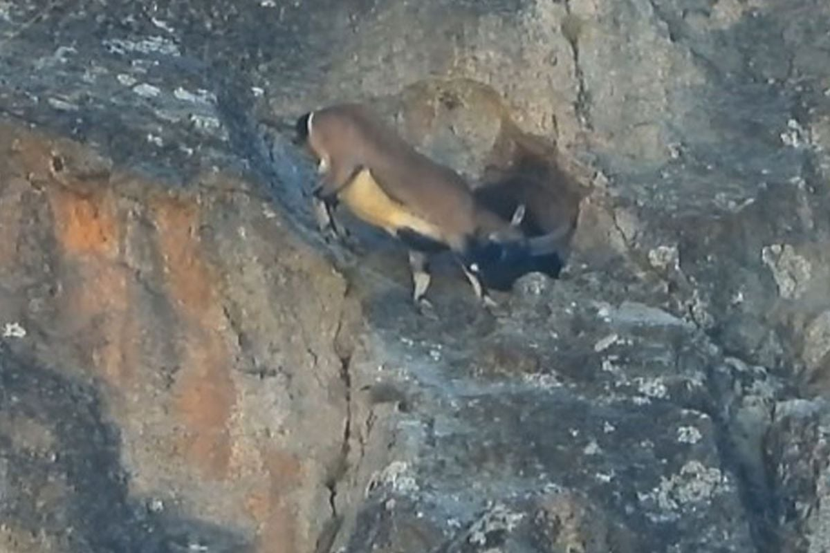 Doğanın İnanılmaz Dansı: Dağ Keçisinin İmkansız Girişi!