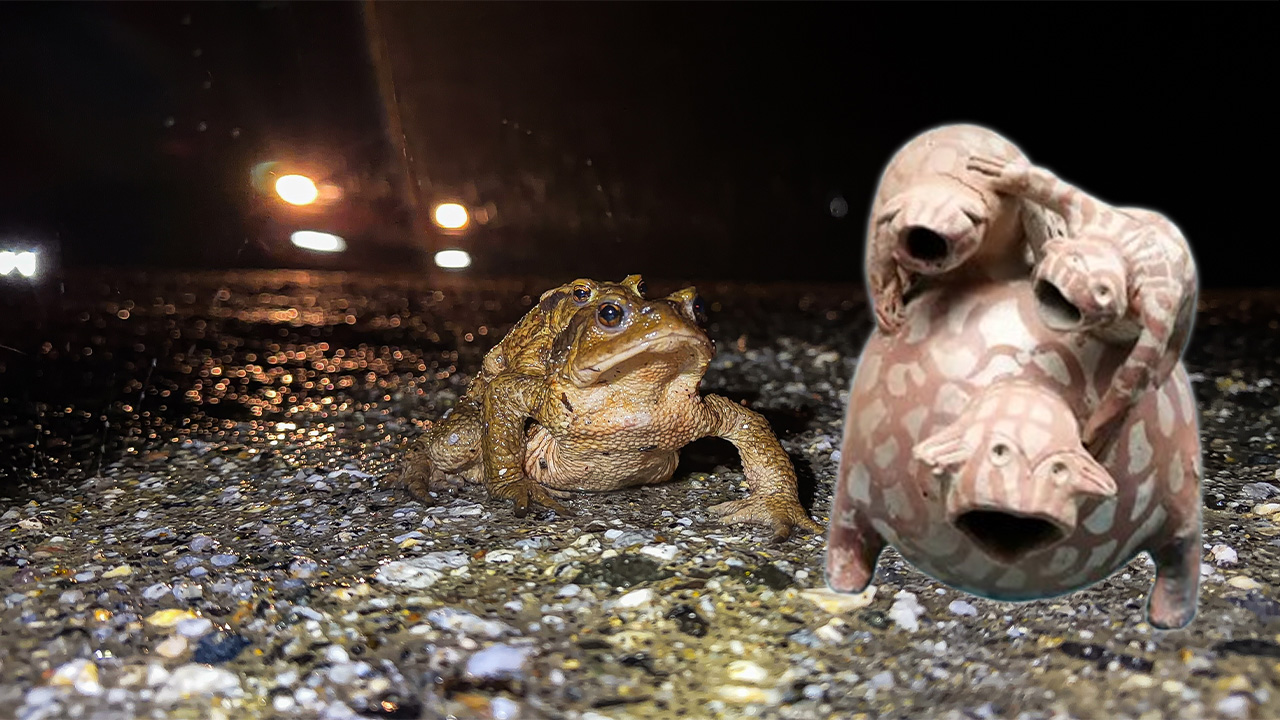 Doğanın Mucizesi! 5 Bin Yıllık Aşk Göçü Başladı: Kurbağalar Sırt Sırta Verdi, Gölete Doğru Yola Çıktı!