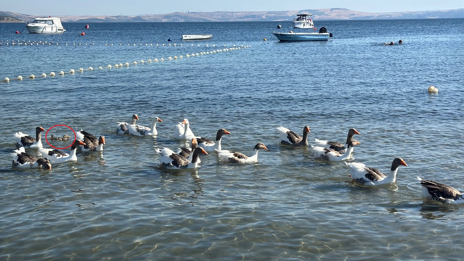 Doğanın Özgür Ruhları: Şartlı Tahliye Edilen Kazlar Tatilcilerle Yeniden Bir Arada