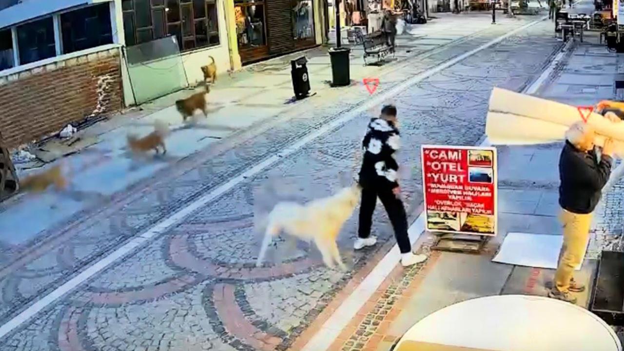 Edirne'de Dehşet Anları! Başıboş Köpek Terörü: 19 Yaşındaki Genç Saldırıya Uğradı!