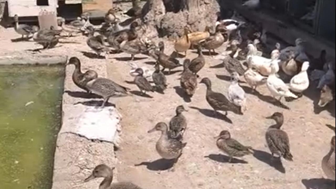 Edirne'de Yasa Dışı Yaban Hayvanı Ticaretine Büyük Operasyon