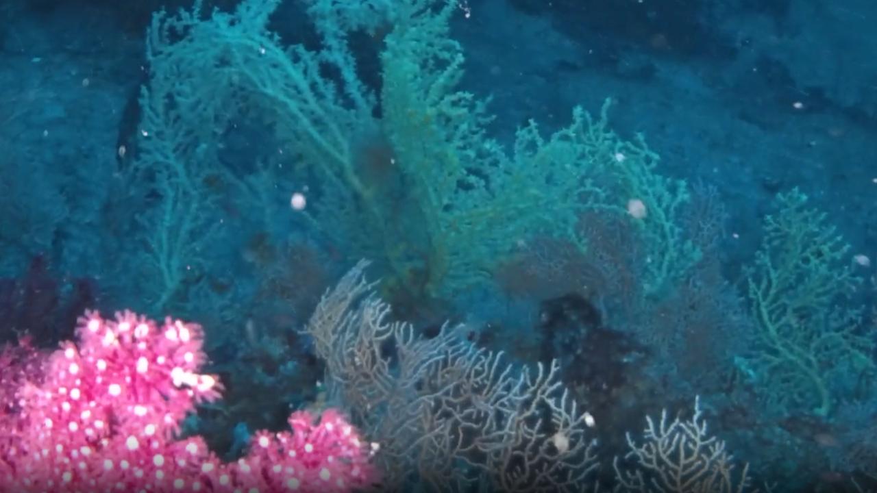 Ege Denizi'nde Büyük Keşif: Bölgenin En Büyük Mercan Ormanı Bulundu