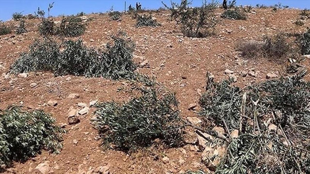 Filistin'de Zeytin Katliamı! İsrail Yerleşimcilerden Vahşet: 200 Ağaç Kökünden Söküldü!