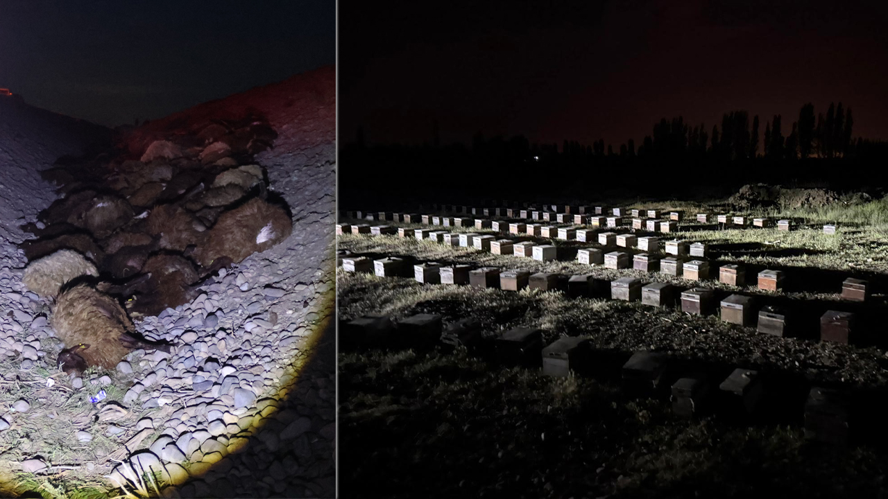Iğdır'da Korkunç Olay! Arı Saldırısı 400 Koyunun Ölümüne Neden Oldu!