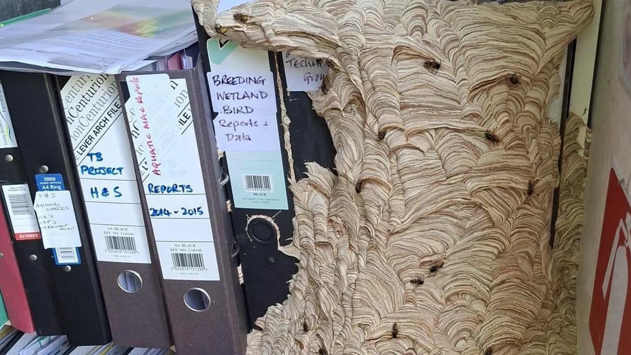 İngiltere'de Sıra Dışı Olay: Doğa Koruma Vakfı Ofisinde Yaban Arısı İstilası