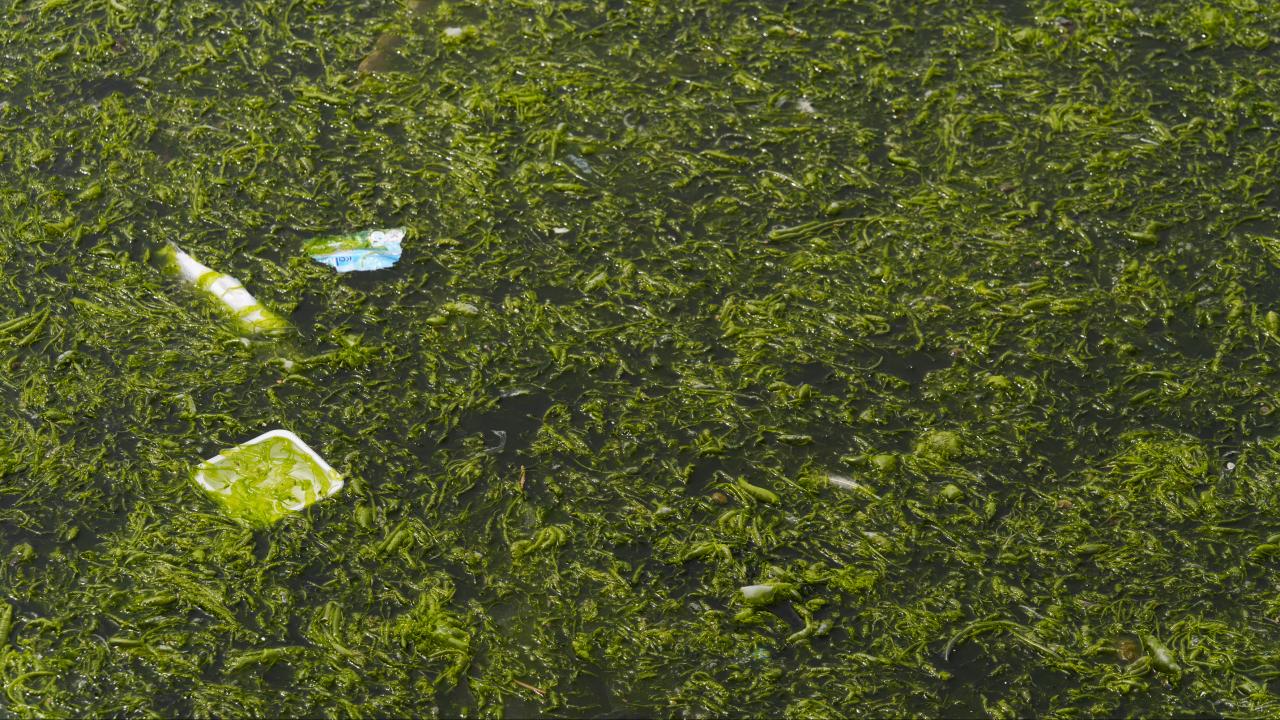 İzmir Körfezi Alarm Veriyor! Kıyılar 'Deniz Marulu' İstilası Altında: Sebebi Ne?