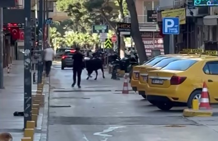 İzmir'de Kurbanlık Dana Dehşeti! Kaçan Dana Ortalığı Birbirine Kattı