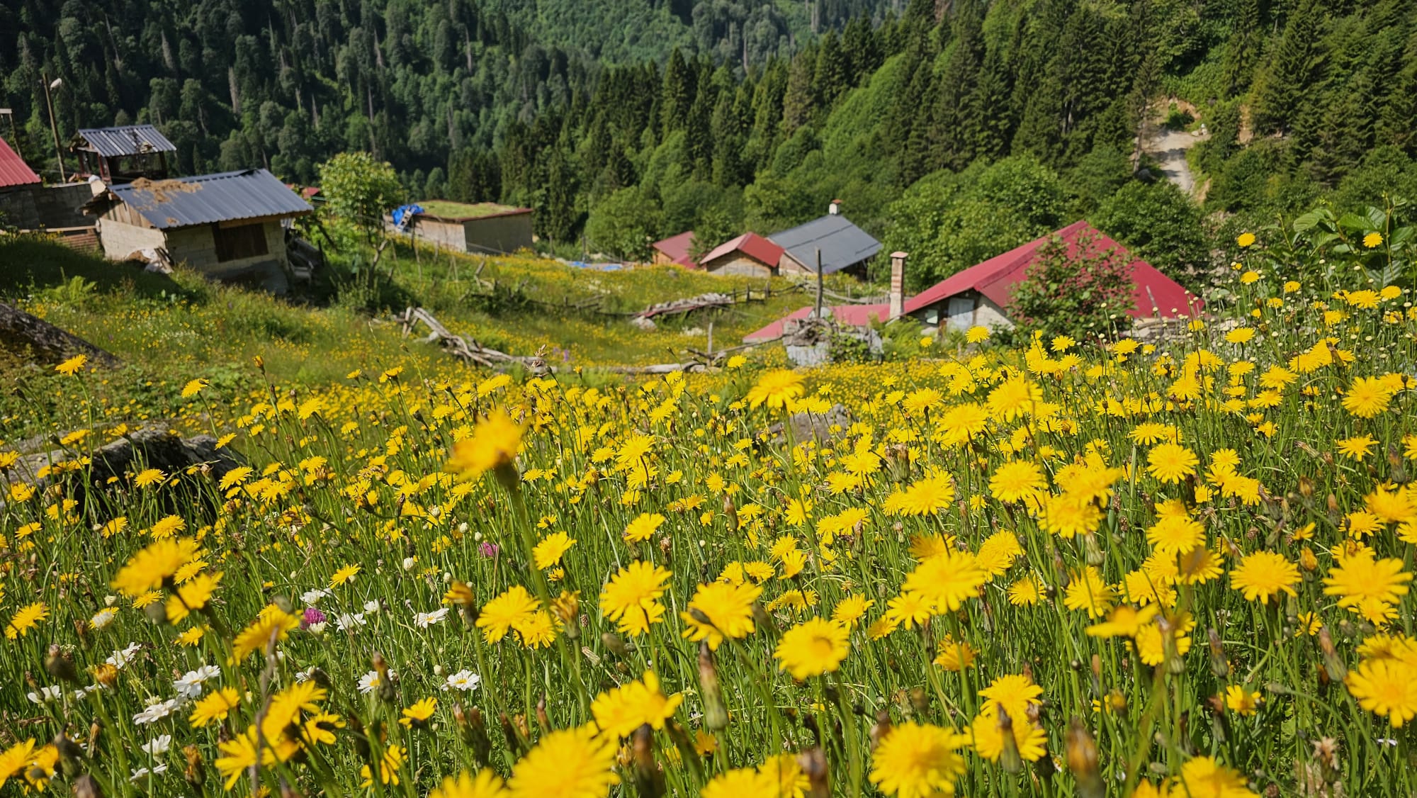 Kaçkar Dağları'nda Bahar: Yayla Sezonu Renkli Görüntülerle Başladı