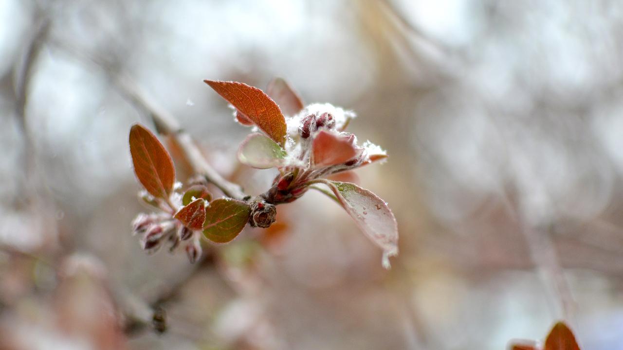 Karadeniz'de Alarm! Zirai Don Tehlikesi Kapıda: Fındık Bahçeleri Risk Altında