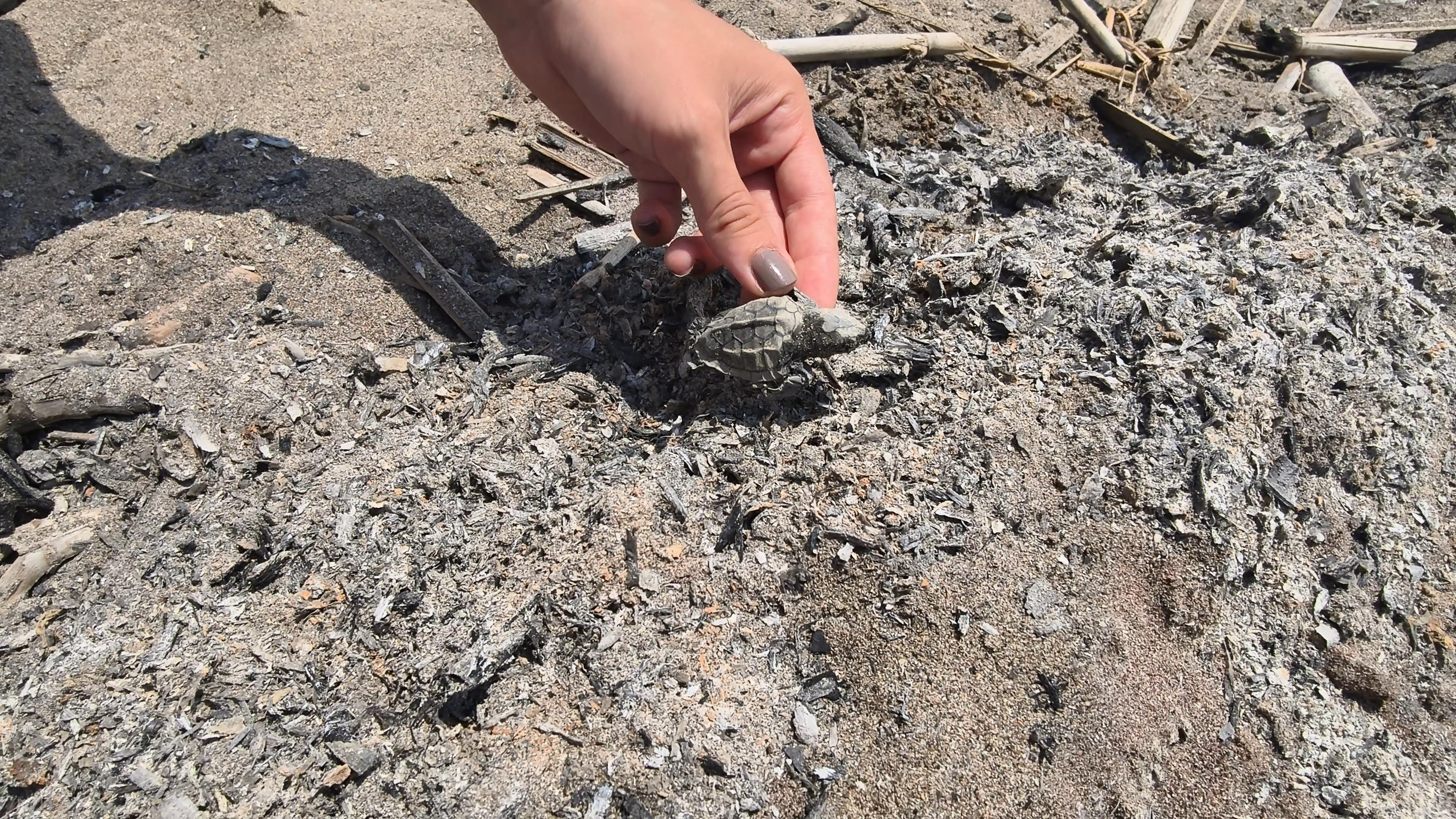 Kumsalda Yakılan Ateş Yavru Caretta Caretta'nın Ölümüne Yol Açtı