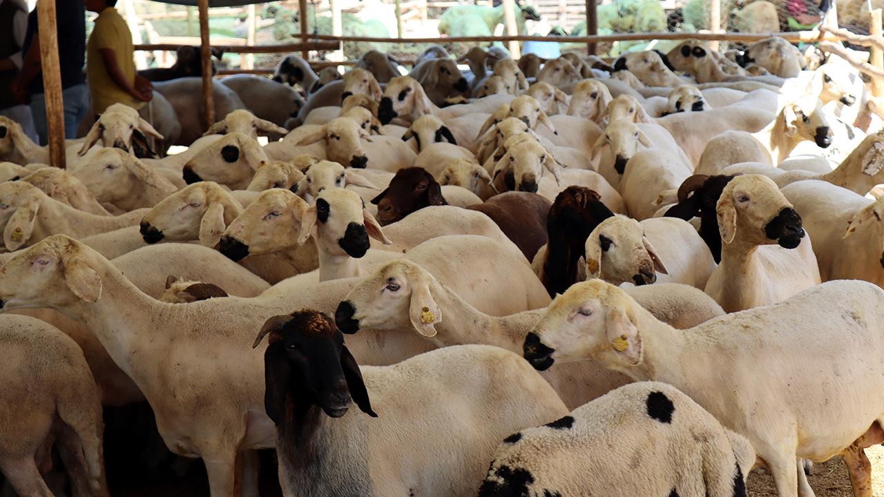 Kurban Bayramı Alarmı! Etler Zehir Olmasın Diye Uzmanlardan Kritik Uyarılar