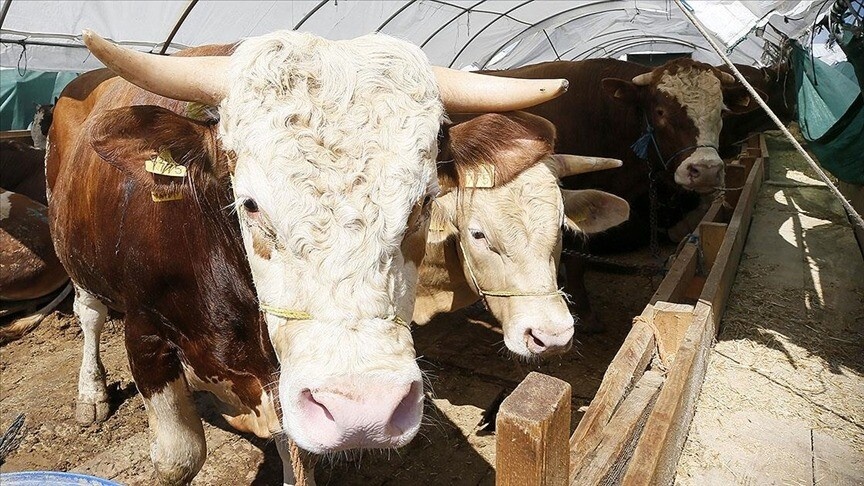 Kurban Bayramı Tatili Uzuyor Mu? Milyonların Gözü Kabine'de!