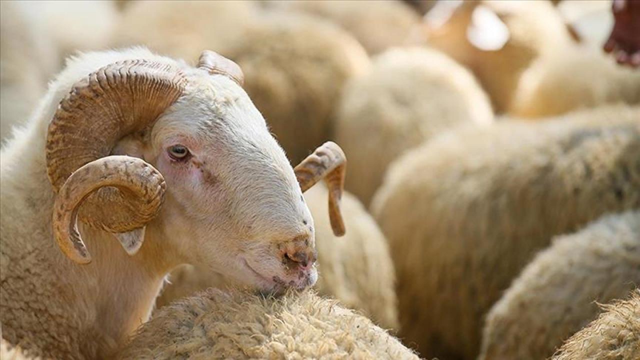 Kurban Bayramı'nın Bilinmeyen Kahramanı: Deri Sektörü Coşacak!