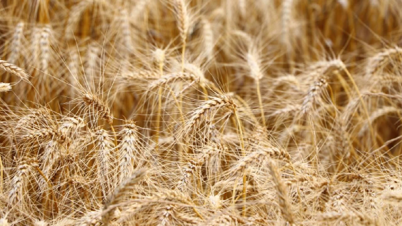 Küresel Tarım Piyasasında Buğday Fiyatlarında Hareketlilik