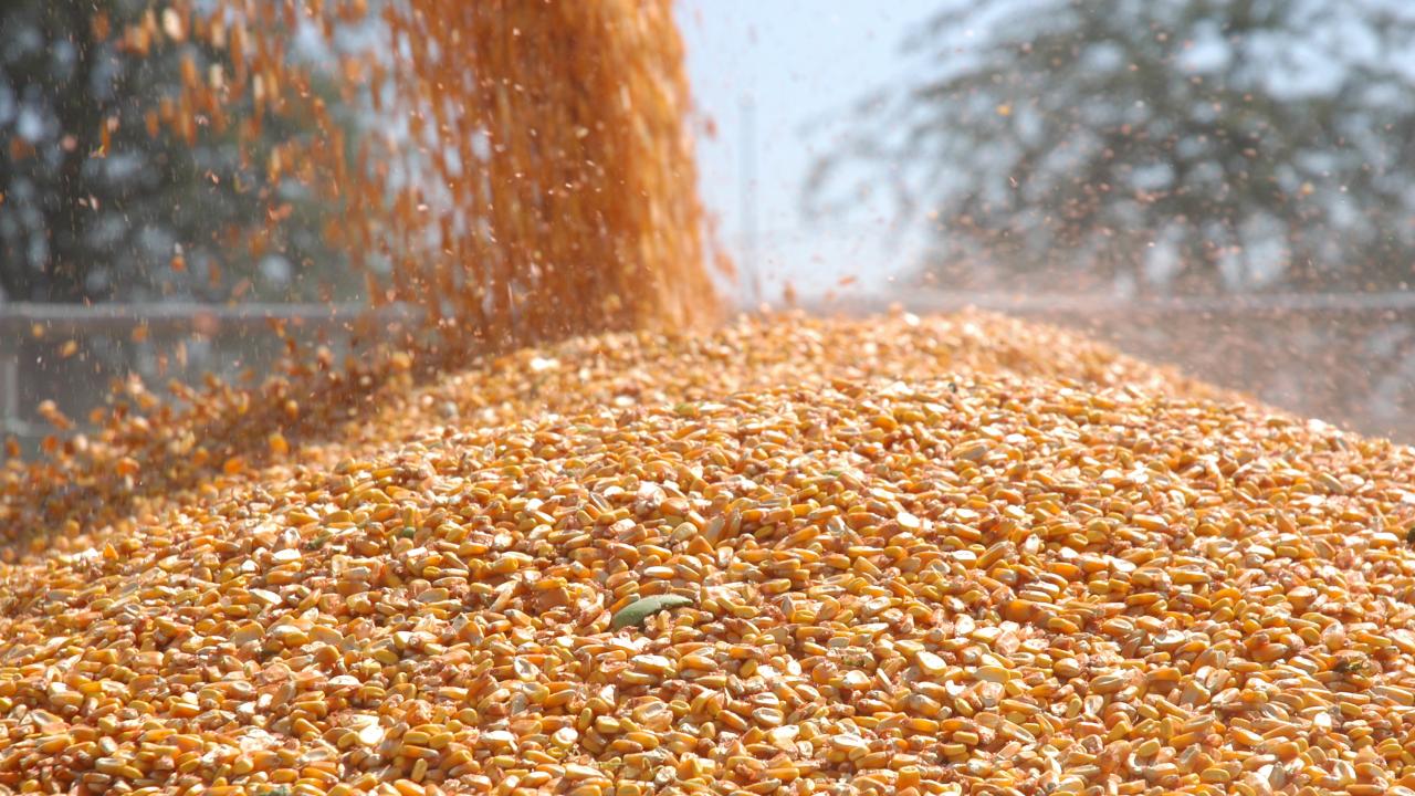 Mısır'da Rekor İthalat Hamlesi! Sofralarımız Güvende mi, Fiyatlar Düşecek mi?