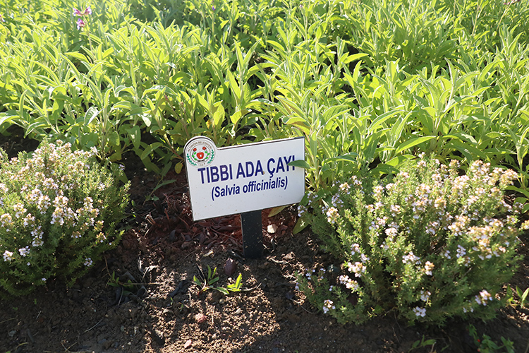 Sağlık Bakanlığı Onaylı Tıbbi Bitki Çayları Sadece Eczanelerde Satılacak