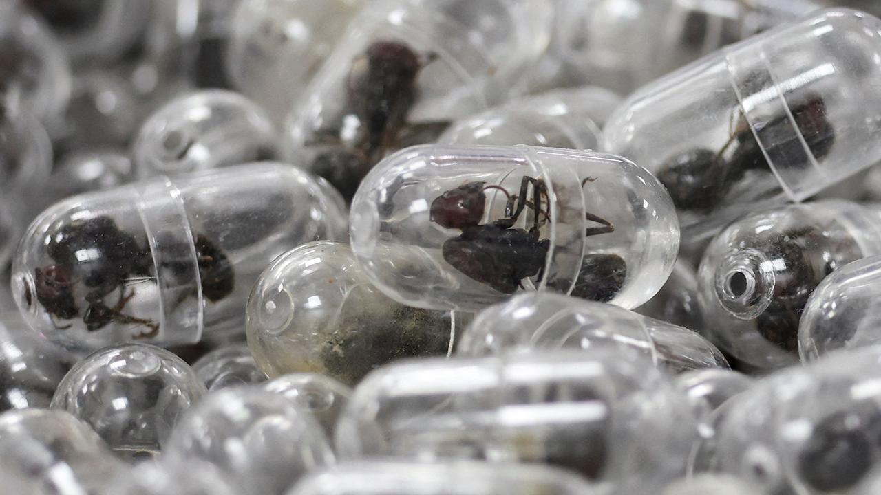 Şaka Gibi Ama Gerçek! Valizinden 2200 Canlı Karınca Çıktı! Cezası Dudak Uçuklattı!