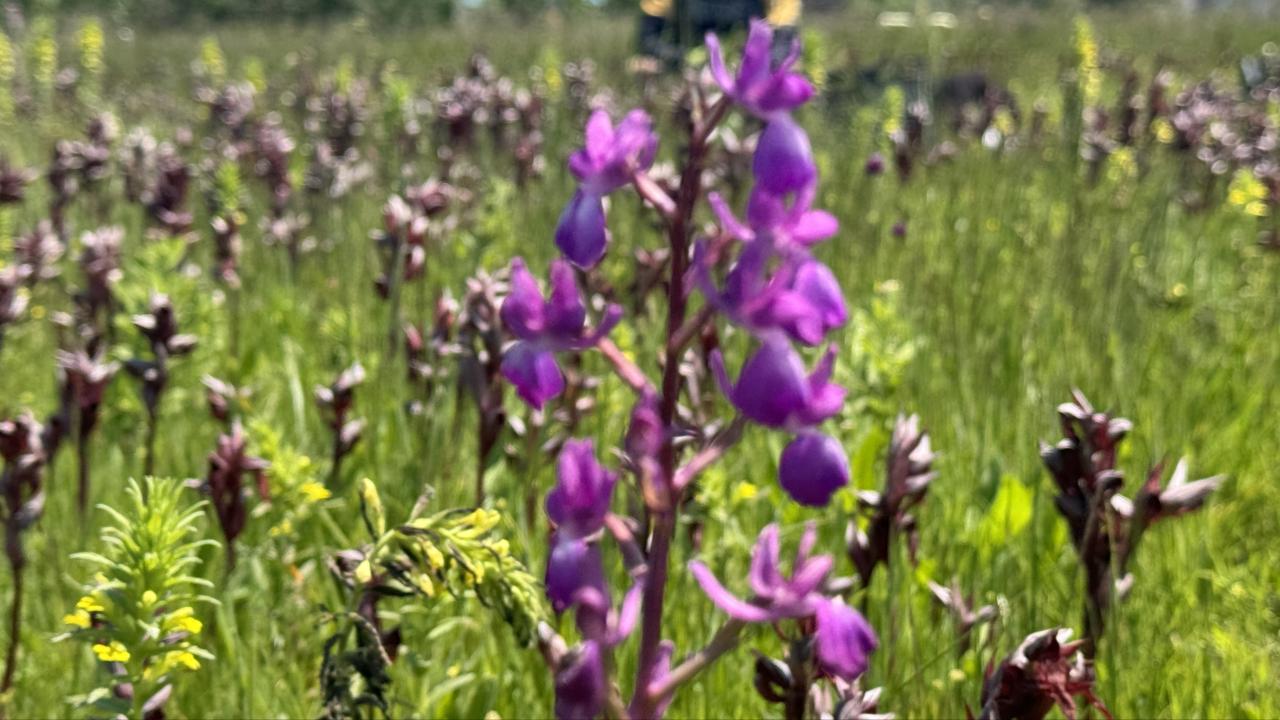 Salep Orkidelerine Dokunanın Eli Yanıyor! Rekor Ceza Şoku!
