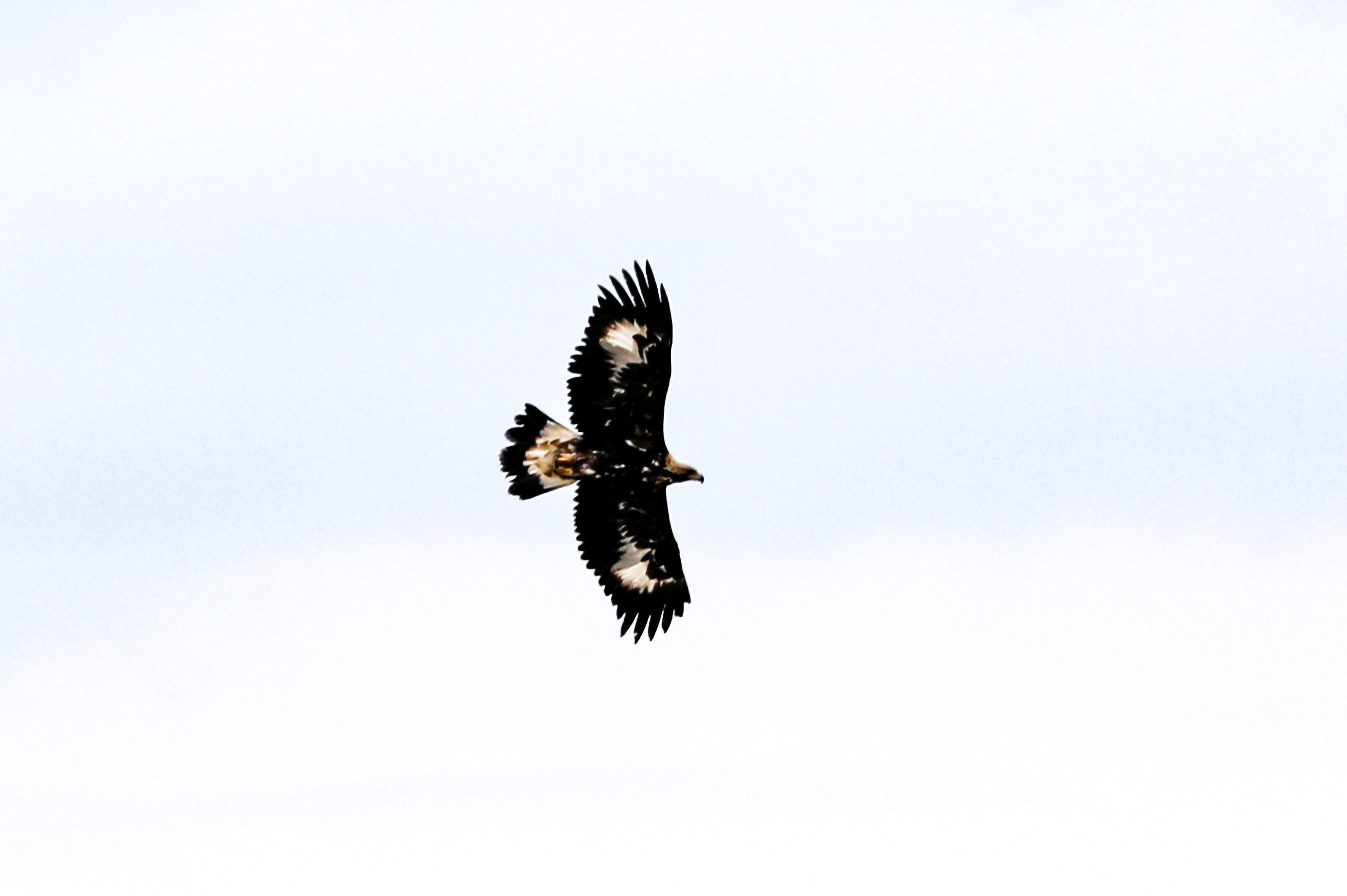 Şaşkına Çeviren Av: Kurtları Bile Yere Seriyor! Türkiye'de Görüntülenen Süper Avcı
