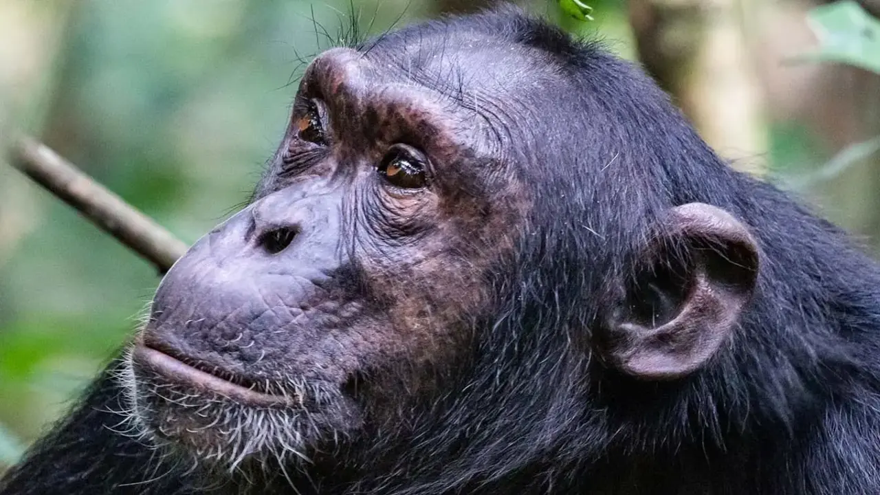 Şempanzeler Arasında Kanlı Hesaplaşma! Evrimin Karanlık Yüzü Ortaya Çıktı