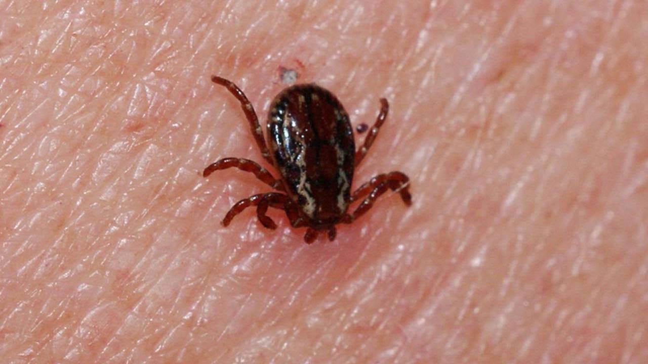 Sivas'ta Korkunç Ölüm! Kene Isırığı Faciası...