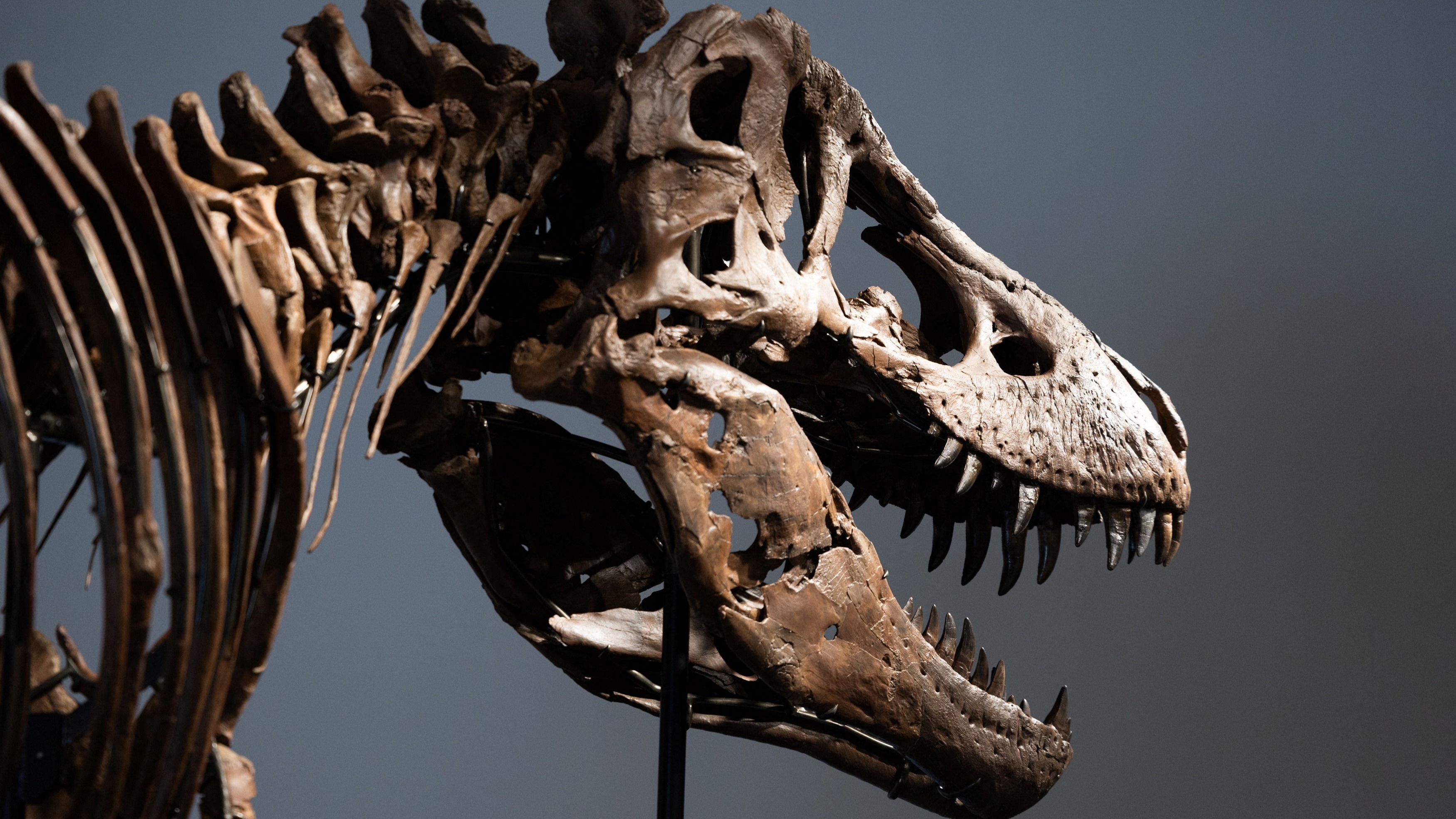 T-Rex İskeleti New York'ta 50,1 Milyon Dolara Satıldı