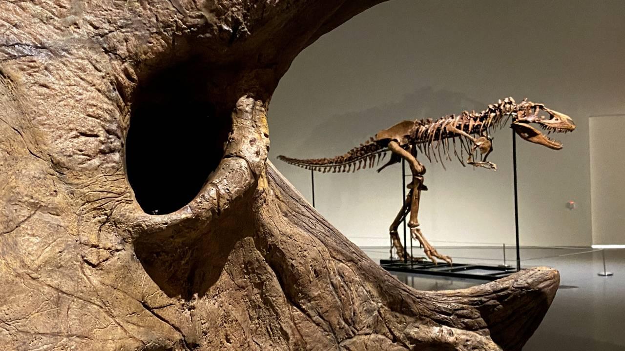 Tarihi Satış: T-Rex İskeleti 50 Milyon Dolara Alıcı Buldu