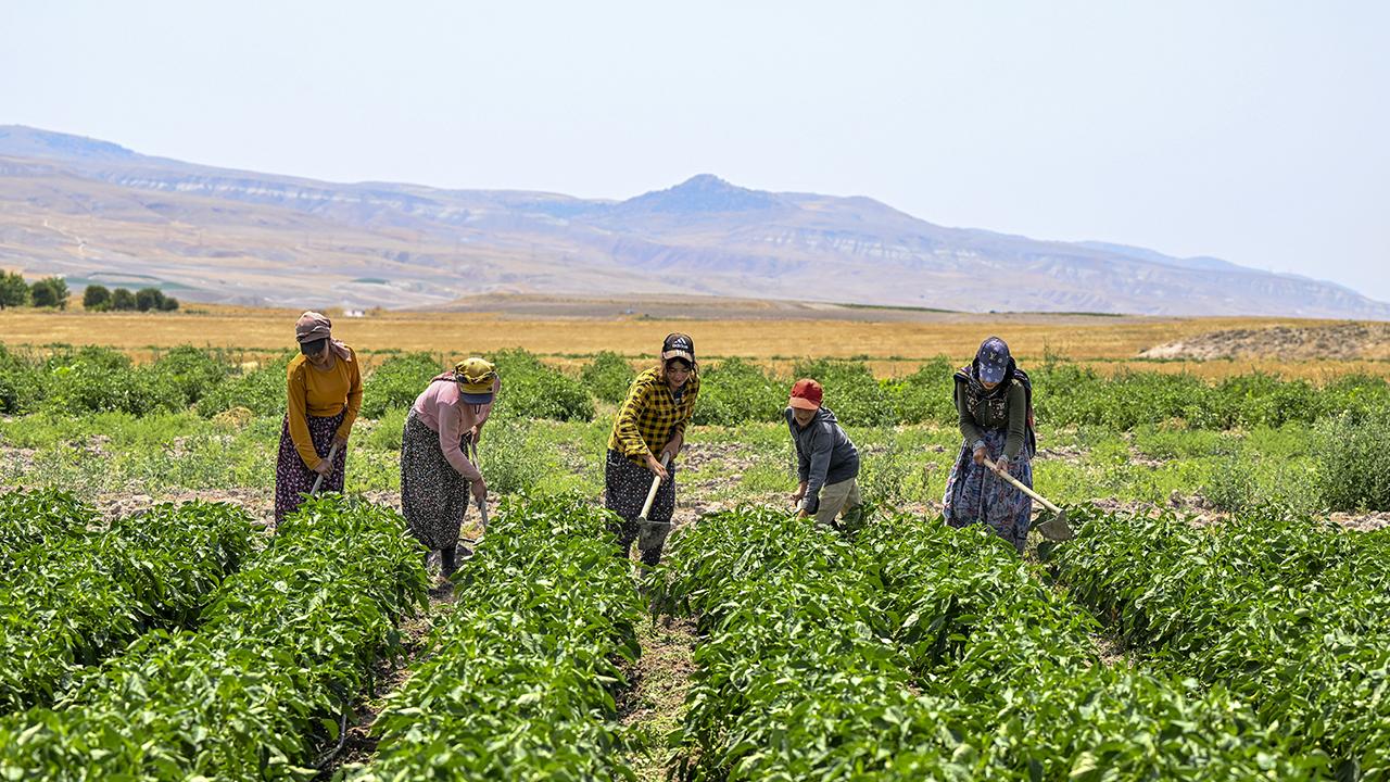 Tarım Sektörüne Büyük Destek: 2,9 Milyon Çiftçiye 106 Milyar Lira Ödeme