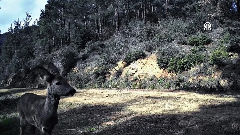Tekirdağ'da Ormanın Gizemli Sahipleri! Fotokapan Karacaları Yakaladı!