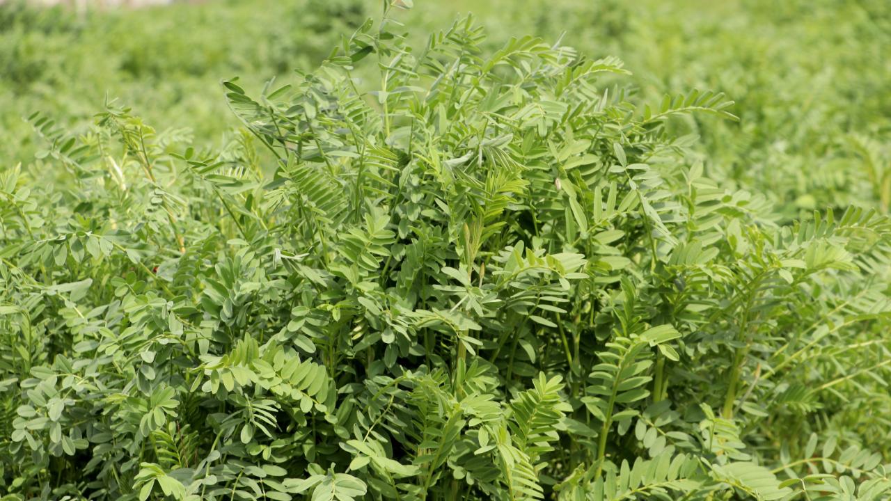 Tekirdağ'dan Tarım Dünyasına Müjde! 'NKÜ Efsane' Korungası Tescillendi!