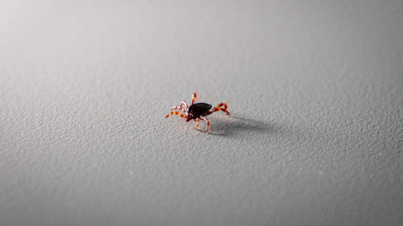 Tokat'ta Korkutan Vaka! Kırım Kongo Kanamalı Ateşi Alarmı! Hastalar İzole Edildi!