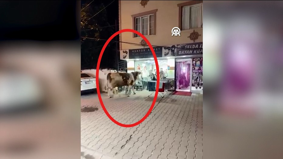 Tosun Terörü! Kurbanlık Boğa Kuaför Salonunu Bastı, Ortalık Savaş Alanına Döndü!