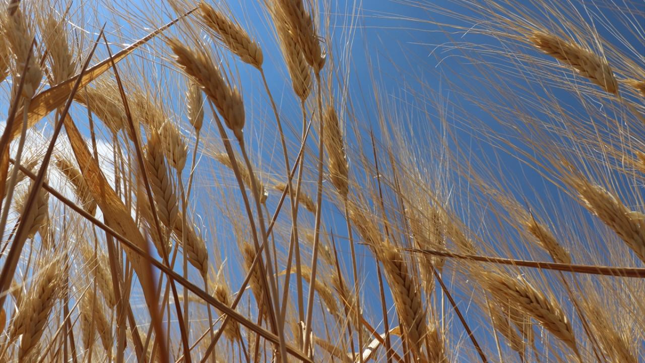 Türkiye'de Buğday Tarlalarında Bereket Rüzgarları! Rekor Hasat Kapıda Mı?