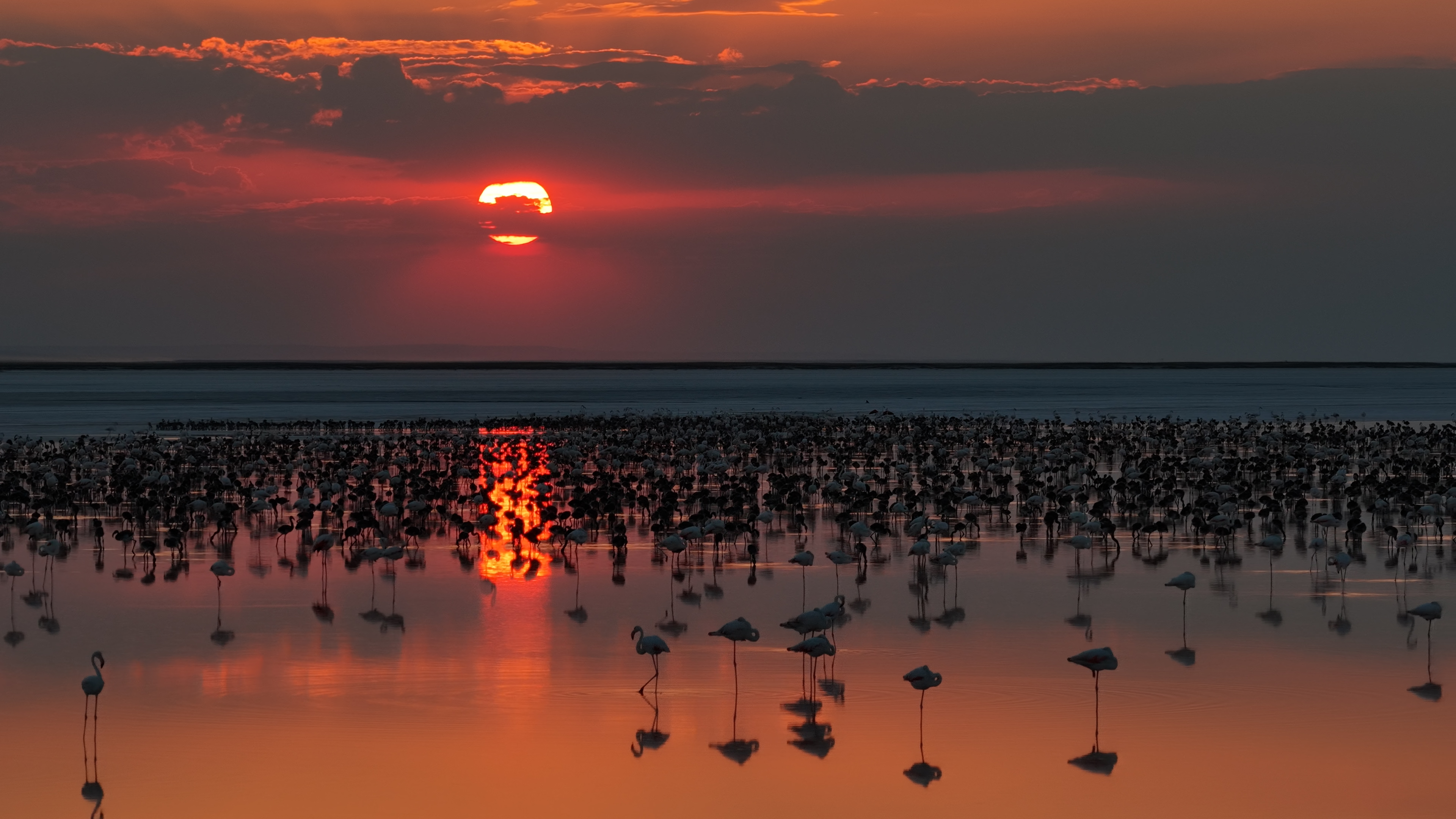 Tuz Gölü'nde Flamingo Hareketliliği: Son 5 Yılın En Yüksek Yavru Sayısı