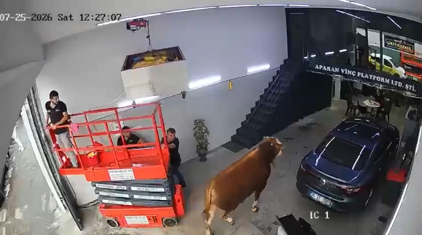 Ümraniye'de Sıra Dışı Olay: Kaçan Boğa Sanayi Sitesine Girdi