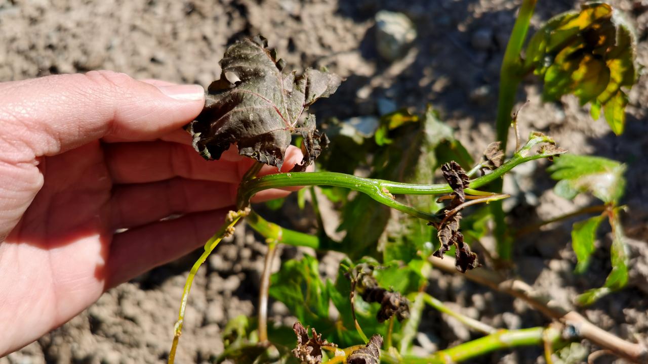 Üretici Alarmda! Zirai Don Kapıda, Hasat Tehlikede!