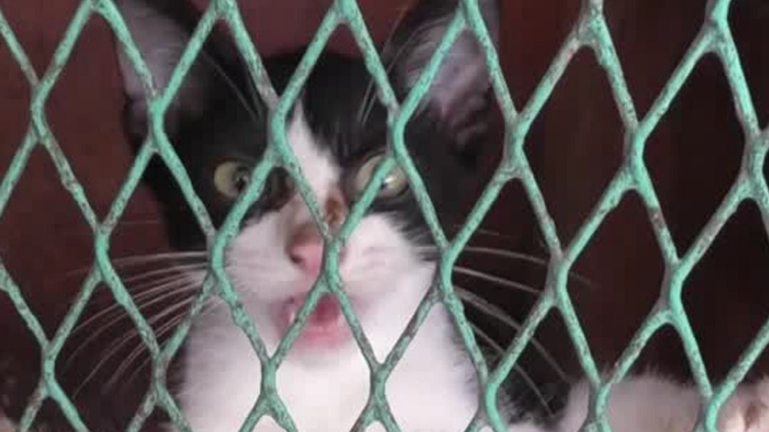 Venezuelalı Kurtarma Görevlisinin Enkazdan Çıkardığı Kedi Umut Oldu
