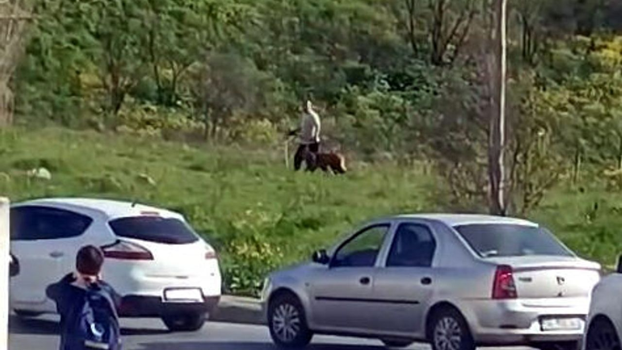 Vicdansızlık Kamerada! Avcılar'da Bir Şahıs Köpeğe Kemerle Vurdu, Tepkiler Çığ Gibi Büyüyor