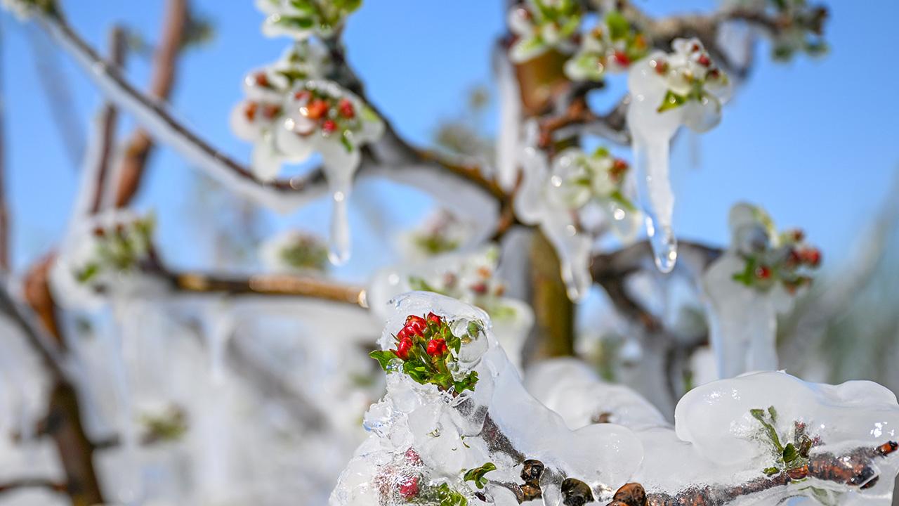 Zirai Don Türkiye'yi Vurdu! Meclis Harekete Geçti, İşte Çiftçiyi Bekleyen Tehlikeler!